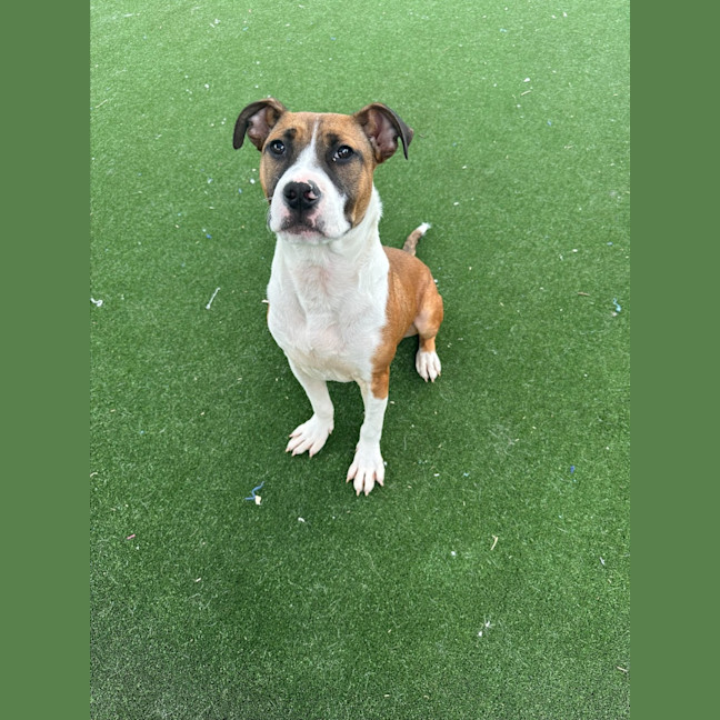 Photo of Zeke Imp 1305