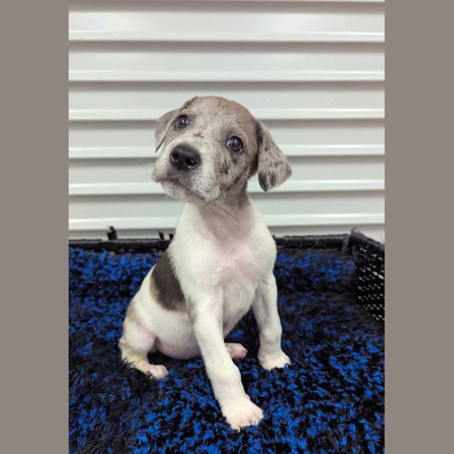 Photo of Indiana Bones