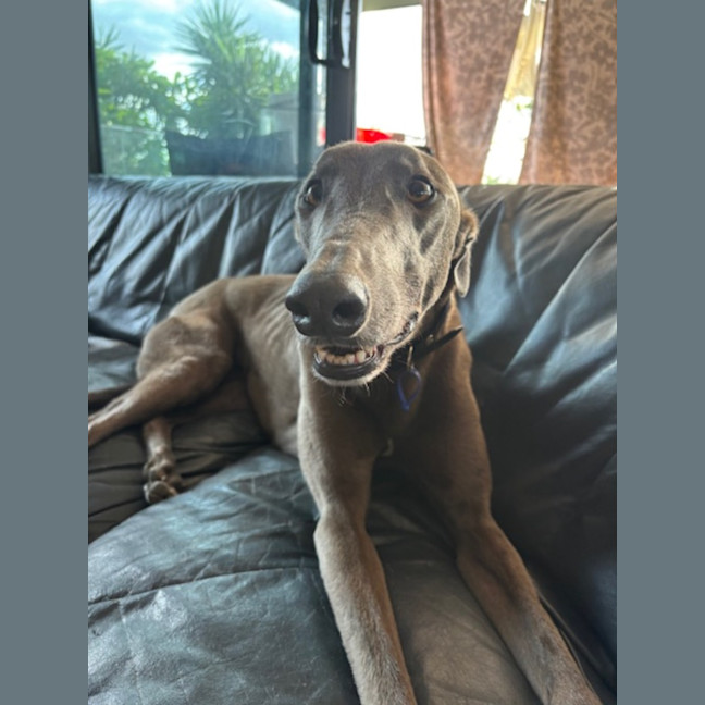 Photo of Bluey   3 Year Old Greyhound