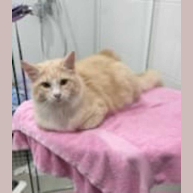 Photo of Simba