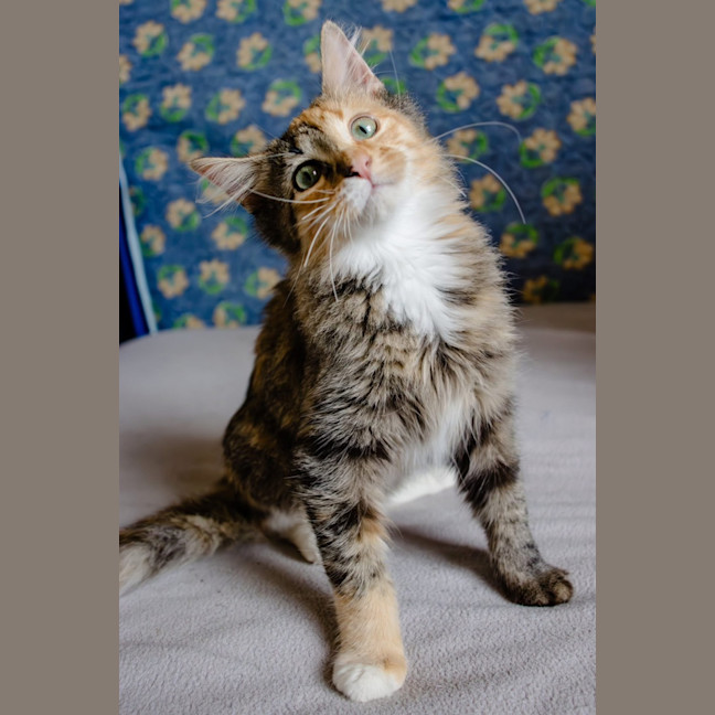 Photo of Marble
