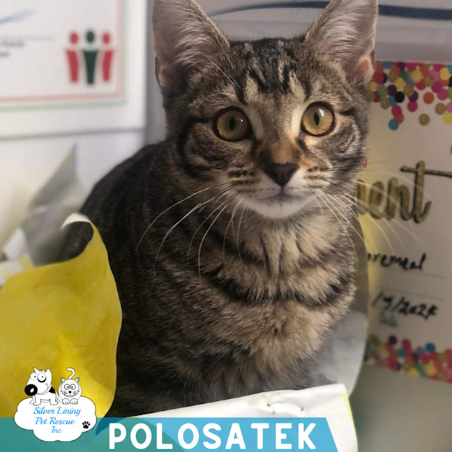 Photo of Polosatek
