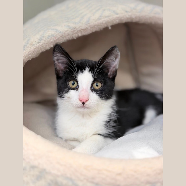 Photo of Lucky