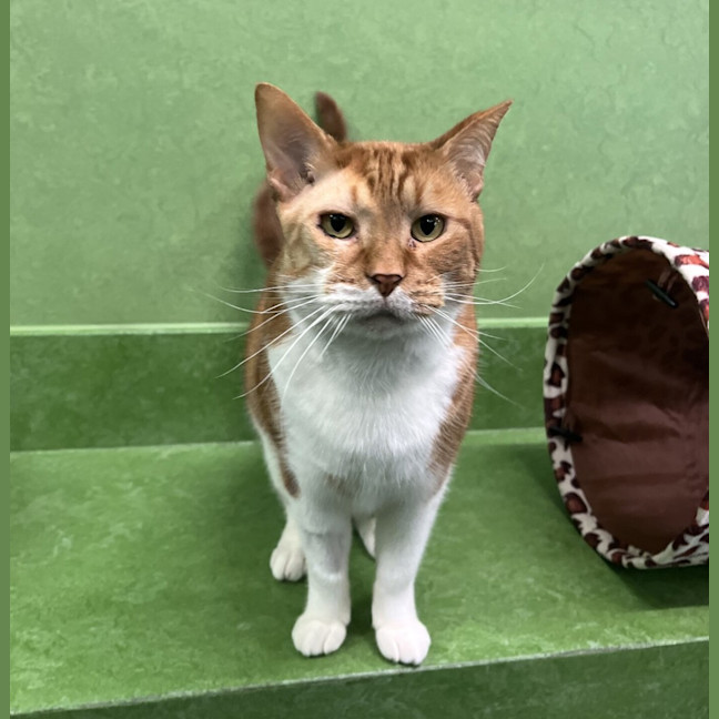 Photo of Sox