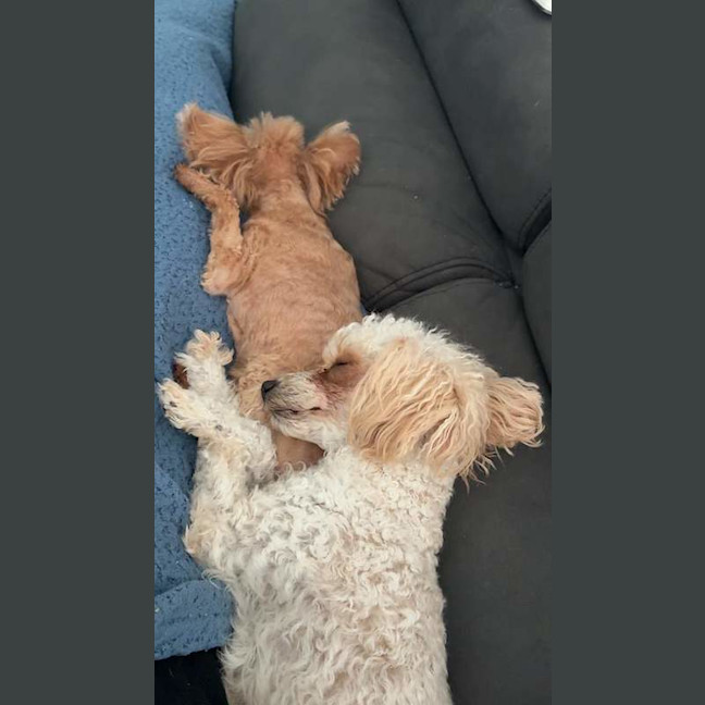 Photo of Dolly