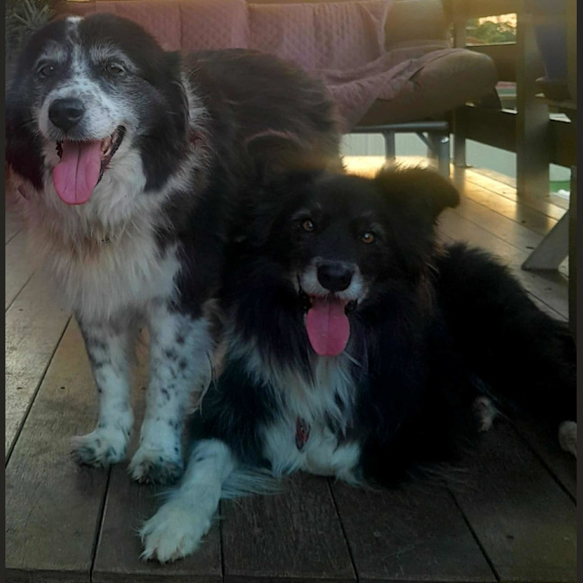 Photo of Barney And Bailey