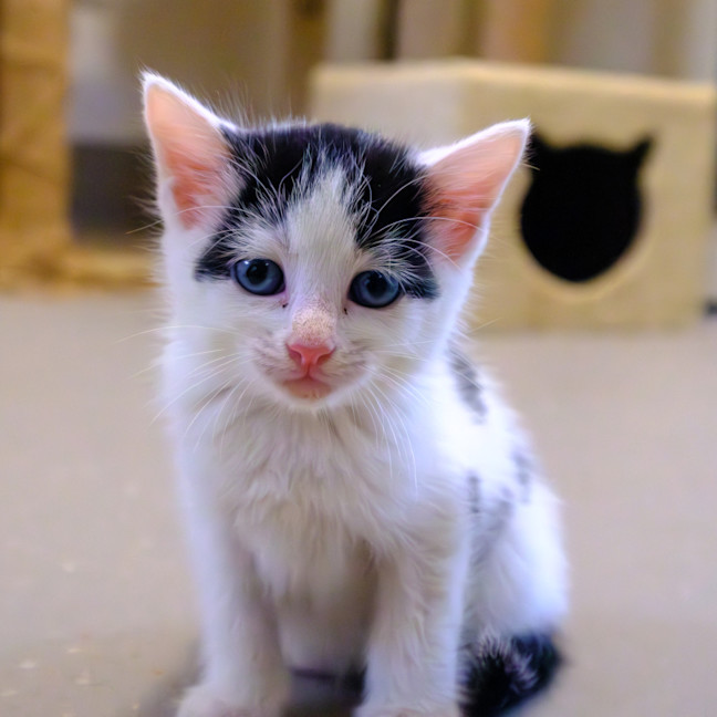 Photo of C1444 Spotty