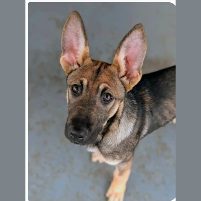 Photo of Bullet