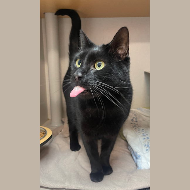 Photo of Soot