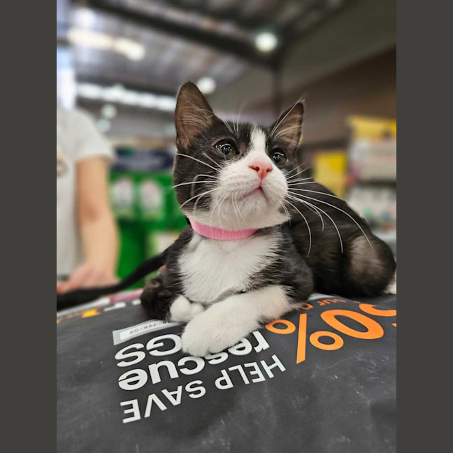 Photo of Blossom