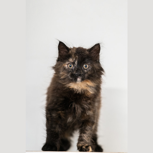 Photo of Piper