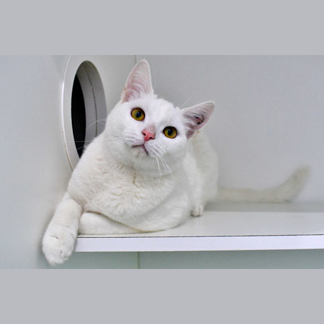 Photo of Sergeant Sesame