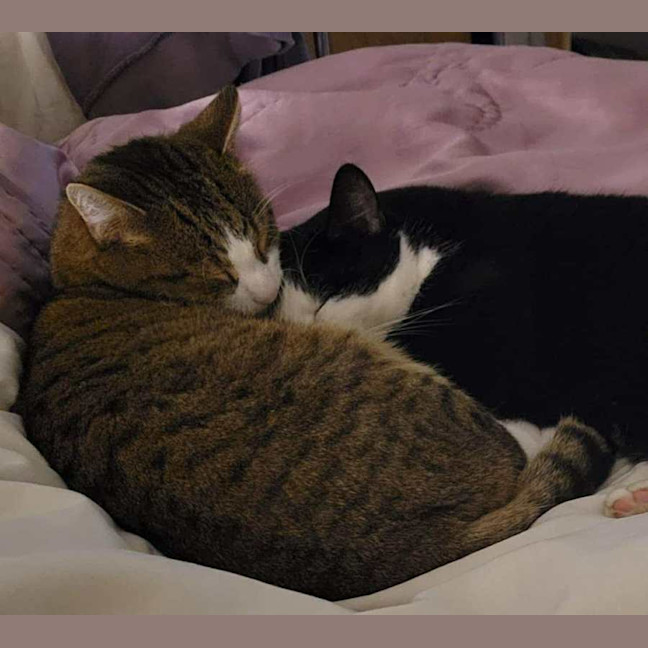 Photo of Loki & Pudding   Located In Coburg