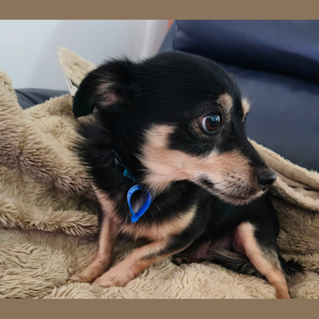 Photo of Zak   9 Year Old Chihuahua (Long Coat)