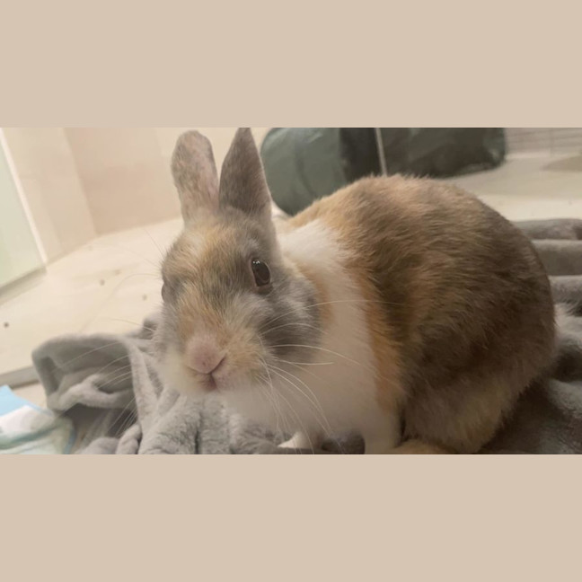 Photo of Bonza Bounca