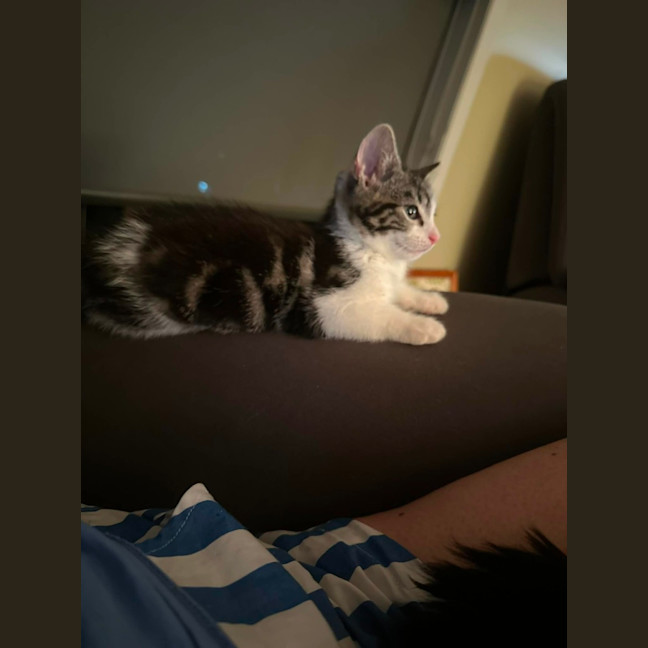 Photo of Lenni   In Foster In Oak Park