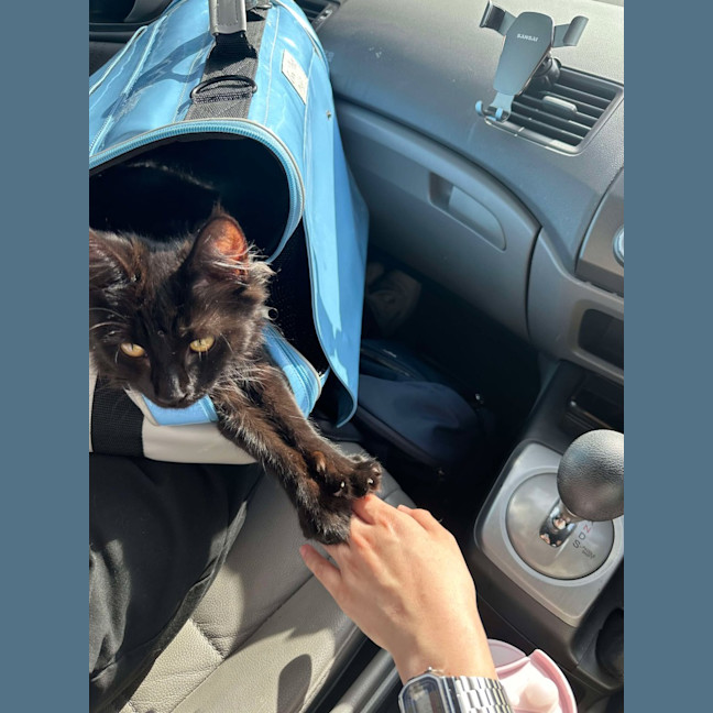 Photo of Nori