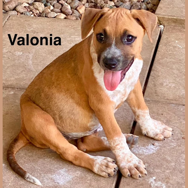 Photo of Valonia