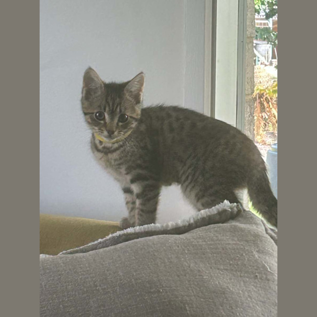 Photo of Bella Meet Me@Petstock Chelsea