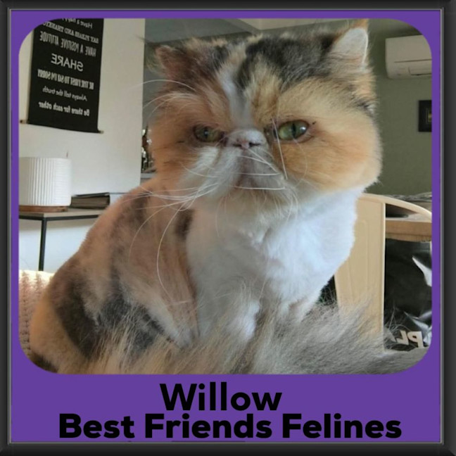 Photo of Willow
