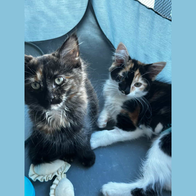 Photo of Nutmeg & Cinnamon