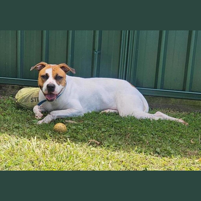 Photo of Luna