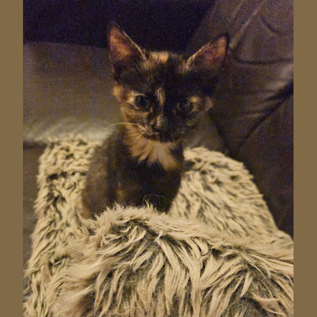 Photo of Pumpkin (Torti)