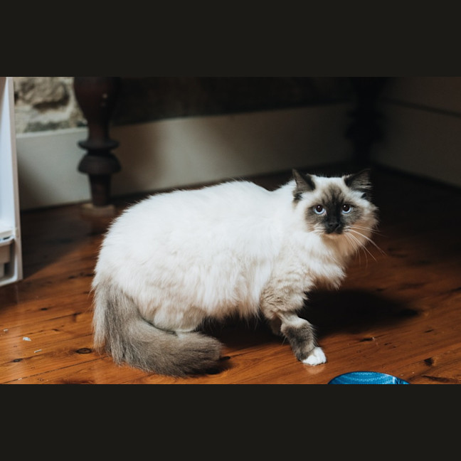 Photo of Pepper