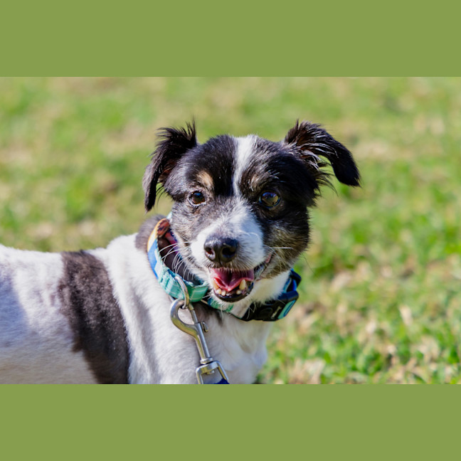 Photo of Bolt