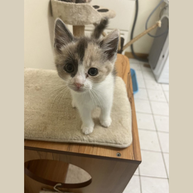 Photo of Flossy