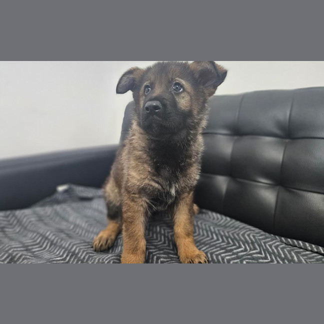 Photo of Koda