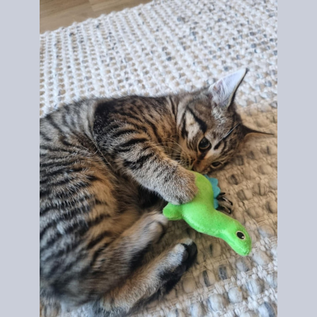 Photo of Pineapple   Located In Kensington