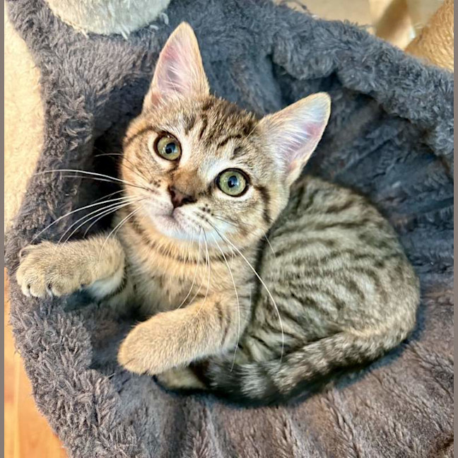 Photo of Willow