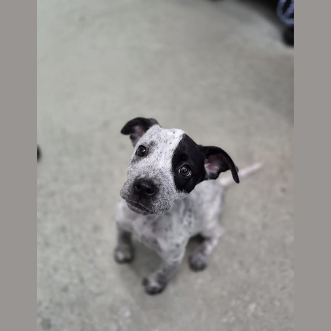 Photo of Dixie