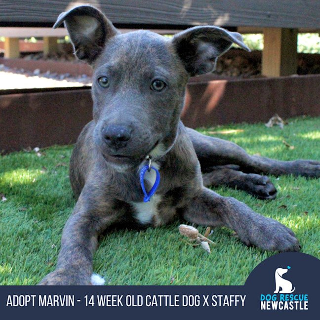 Photo of Marvin   6 Month Old Cattle Dog X Staffy