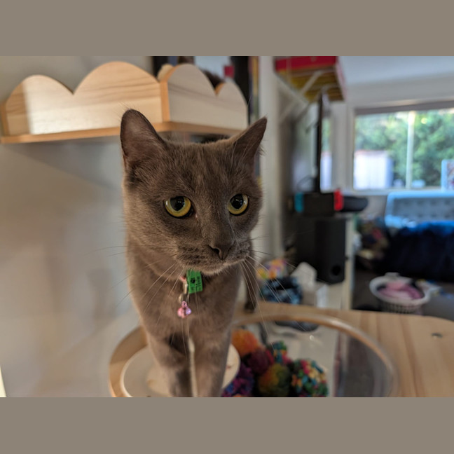 Photo of Luna