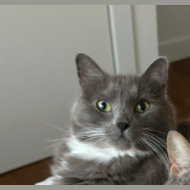 Photo of Luna
