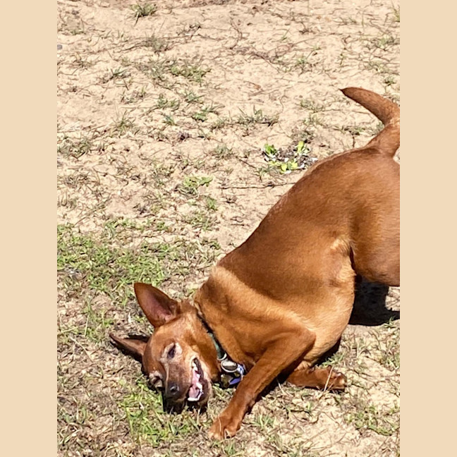 Photo of Nacho