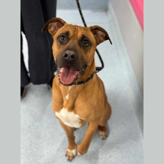 Photo of Apollo