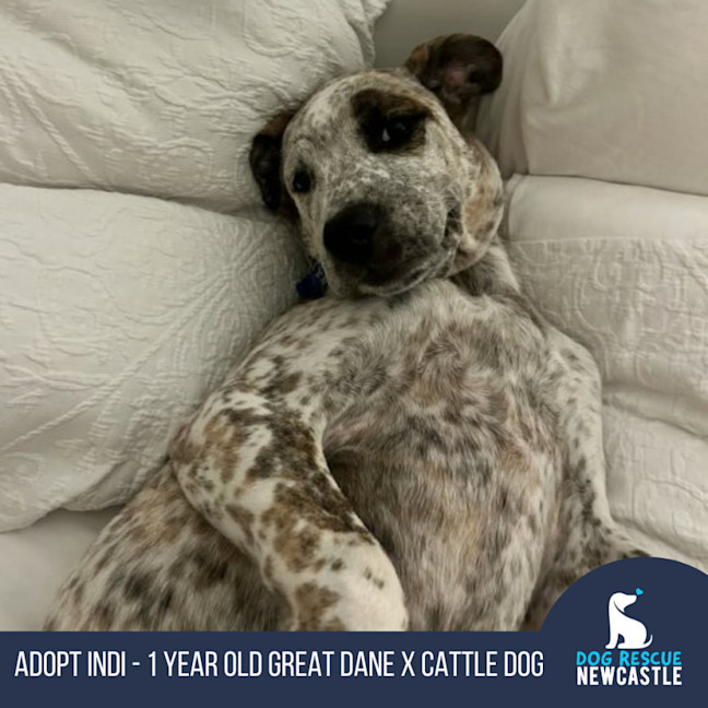 Photo of Indi   1 Year Old Great Dane X Cattle Dog