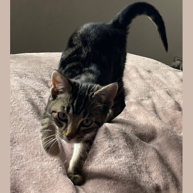 Photo of Peppa