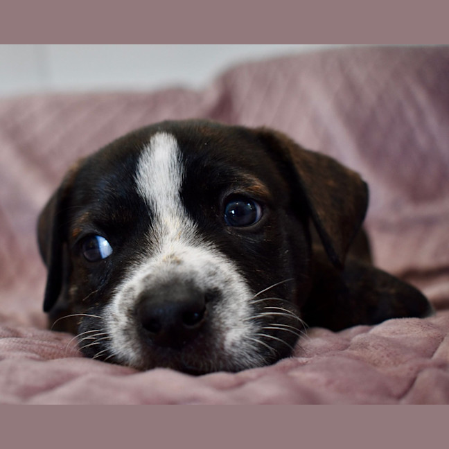 Photo of Samson