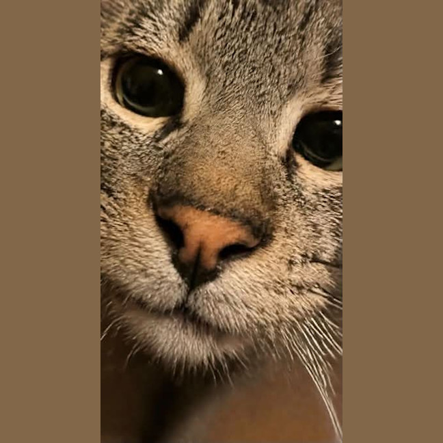 Photo of Chopper