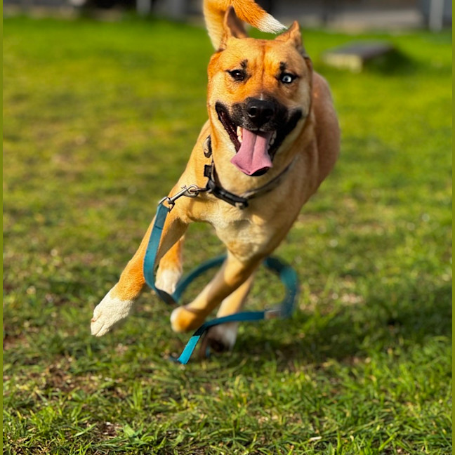 Photo of Missy (69054)