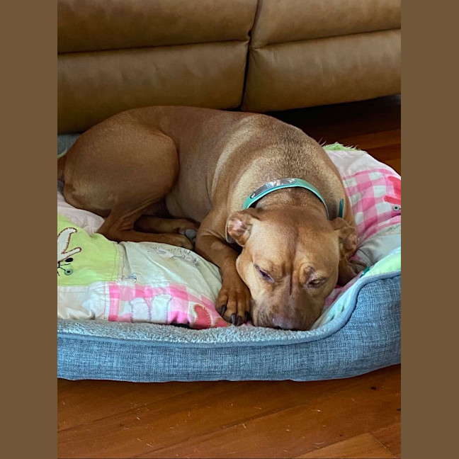 Photo of Honey