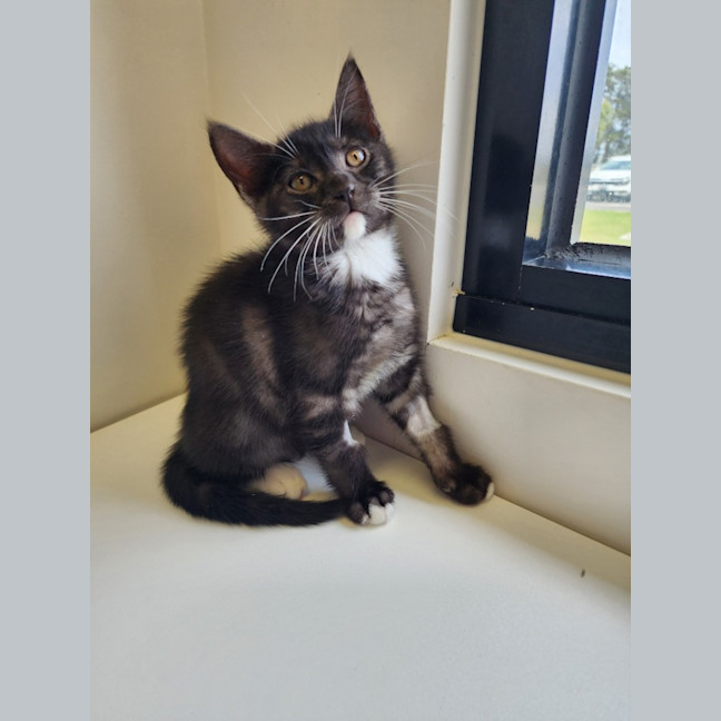 Photo of Spooky Litter