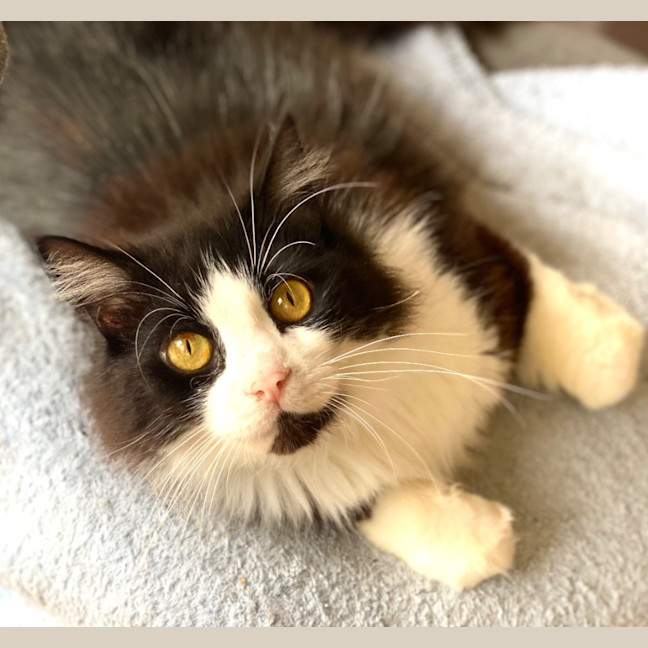 Photo of Chase Brushtail