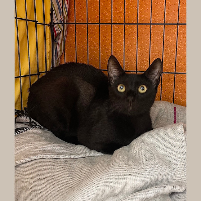 Photo of Onyx