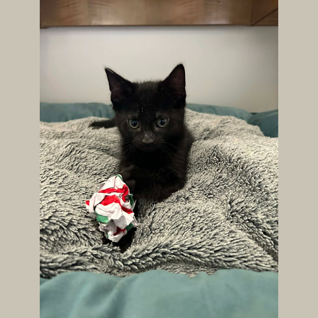Photo of Womby