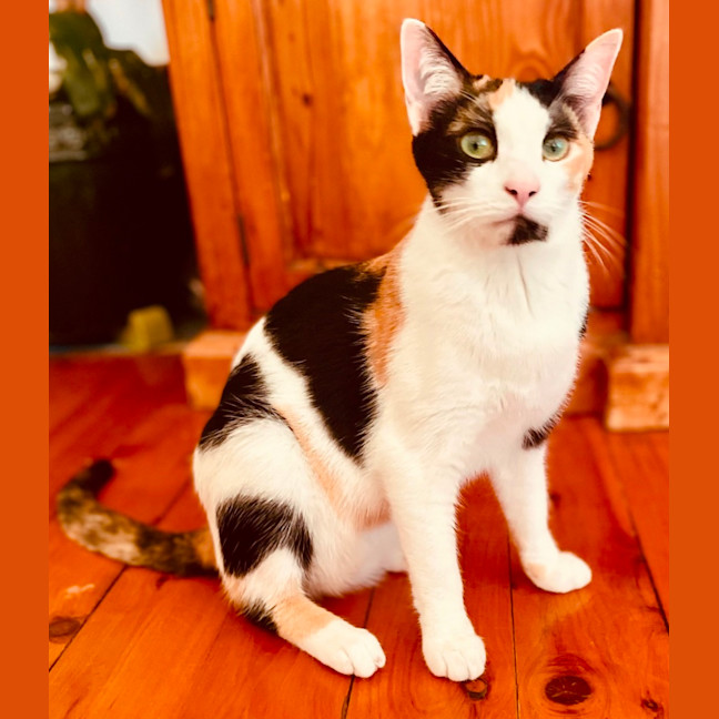 Photo of Ivy